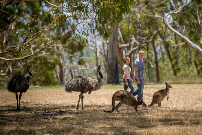 Cleland Wildlife Park Tour from Adelaide - Half Day | Experience Oz