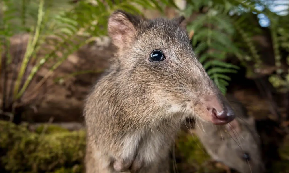 75 Minute Great Ocean Road Walk - Book Now | Experience Oz-6