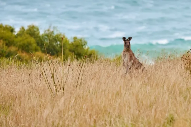 75 Minute Great Ocean Road Walk - Book Now | Experience Oz