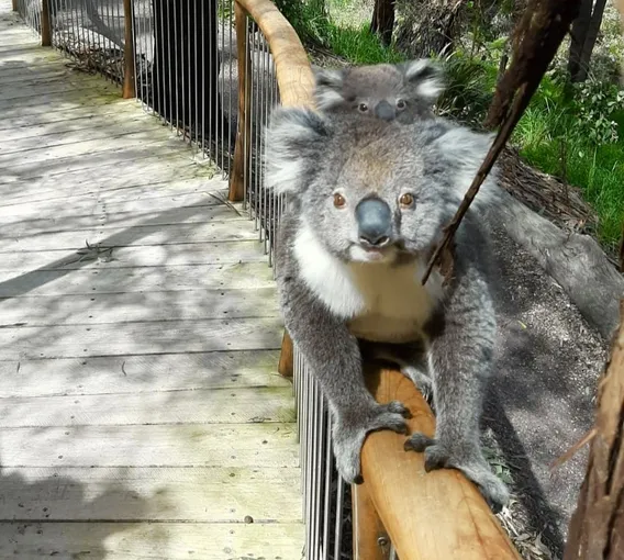 75 Minute Great Ocean Road Walk - Book Now | Experience Oz