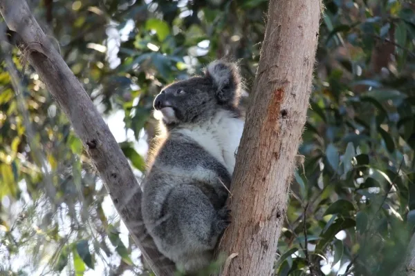 75 Minute Great Ocean Road Walk - Book Now | Experience Oz
