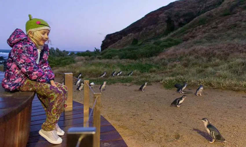 Phillip Island Nature Parks Multi Park Pass - Buy Now | Experience Oz