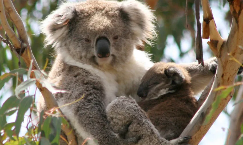 Phillip Island Nature Parks Multi Park Pass - Buy Now | Experience Oz
