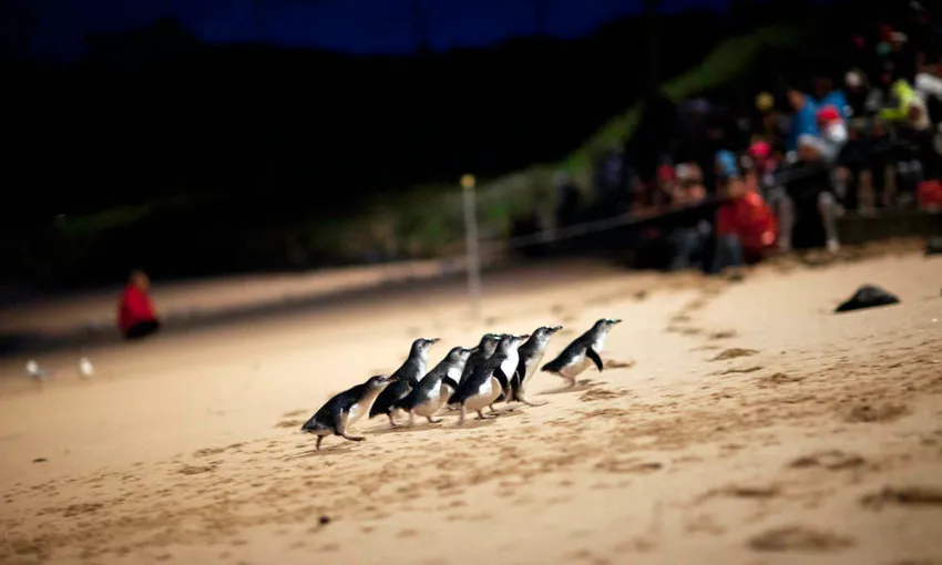 Phillip Island Nature Parks Multi Park Pass - Buy Now | Experience Oz