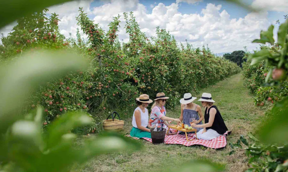 Printhie Wines Gourmet Picnic - Book Now | Experience Oz-3
