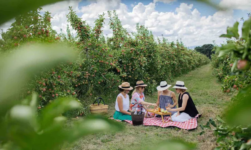 Printhie Wines Gourmet Picnic - Book Now | Experience Oz