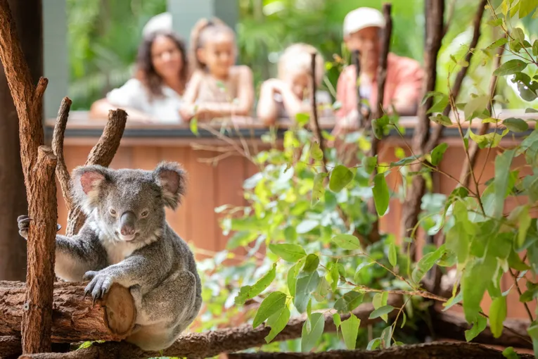 Australia Zoo Tickets with Wildlife Hospital Entry | Experience Oz