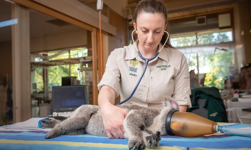 Australia Zoo Tickets with Wildlife Hospital Entry | Experience Oz