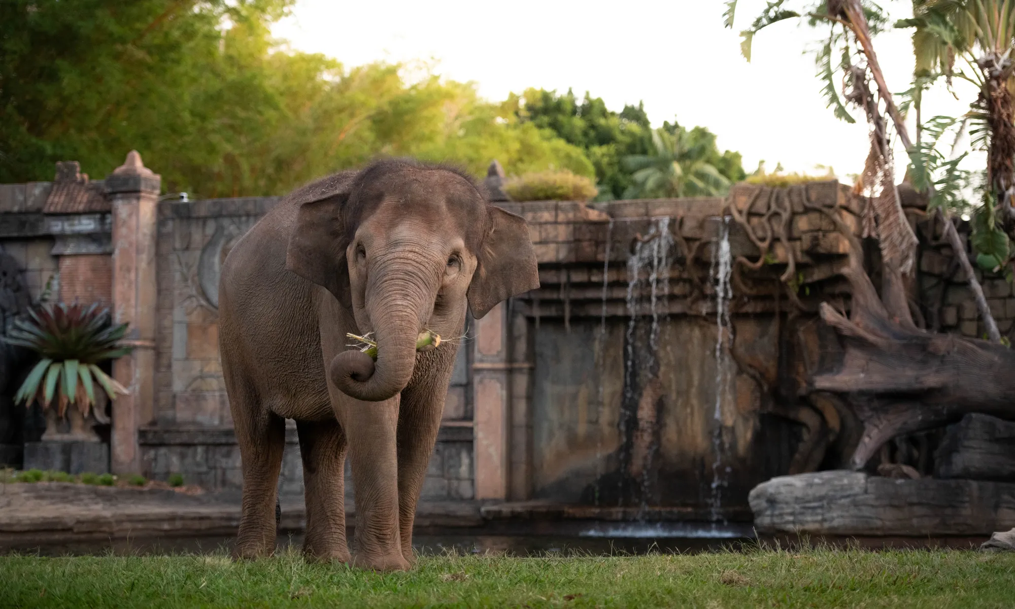 Australia Zoo Tickets with Wildlife Hospital Entry | Experience Oz-8