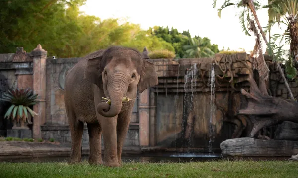Australia Zoo Tickets with BONUS Wildlife Hospital Entry
