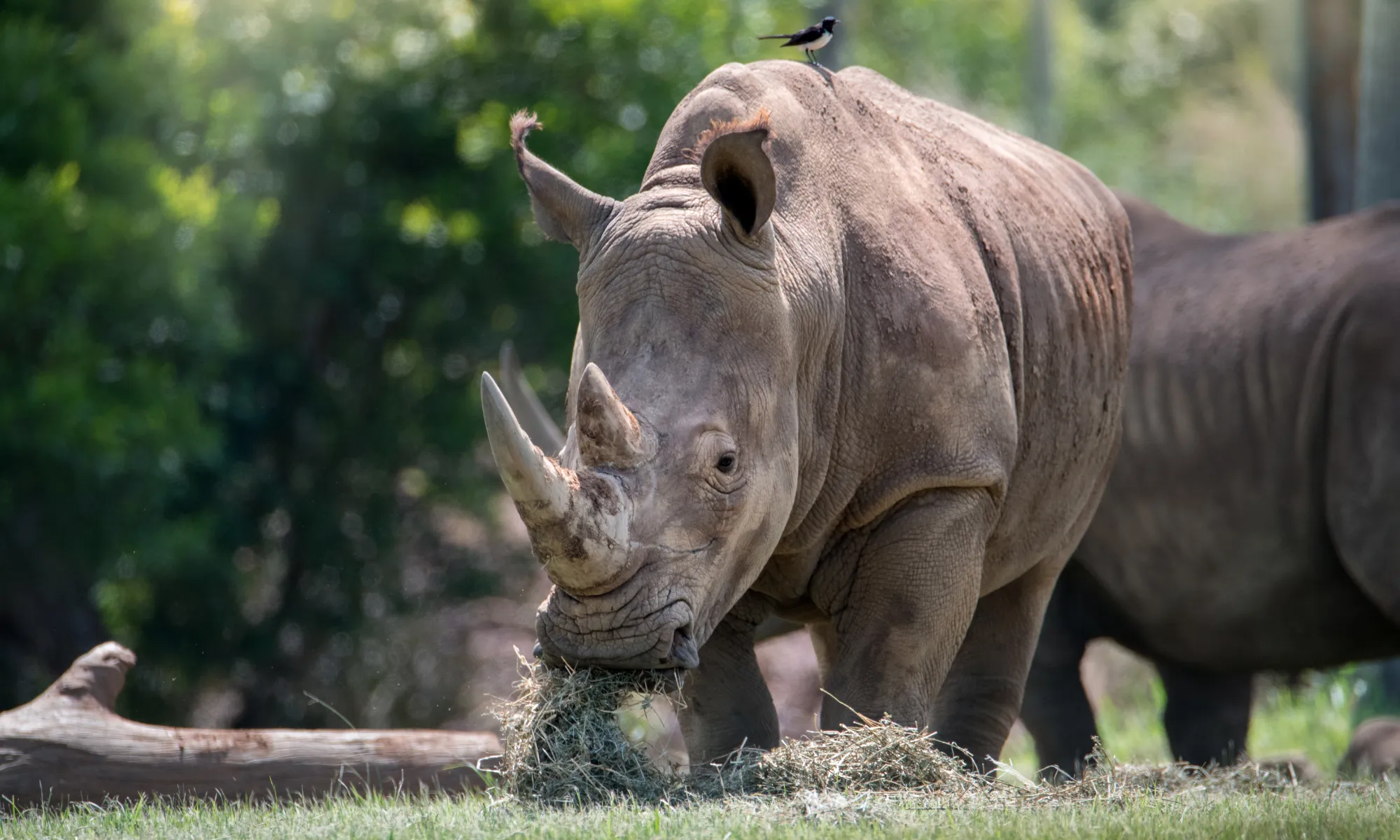 Australia Zoo Tickets with Wildlife Hospital Entry | Experience Oz-10