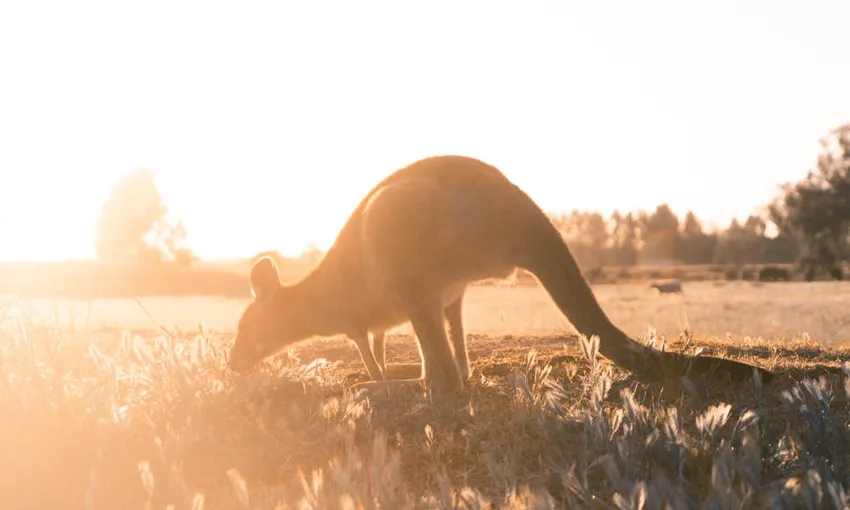 Private Great Ocean Road Tour From Melbourne - Book Now | Experience Oz
