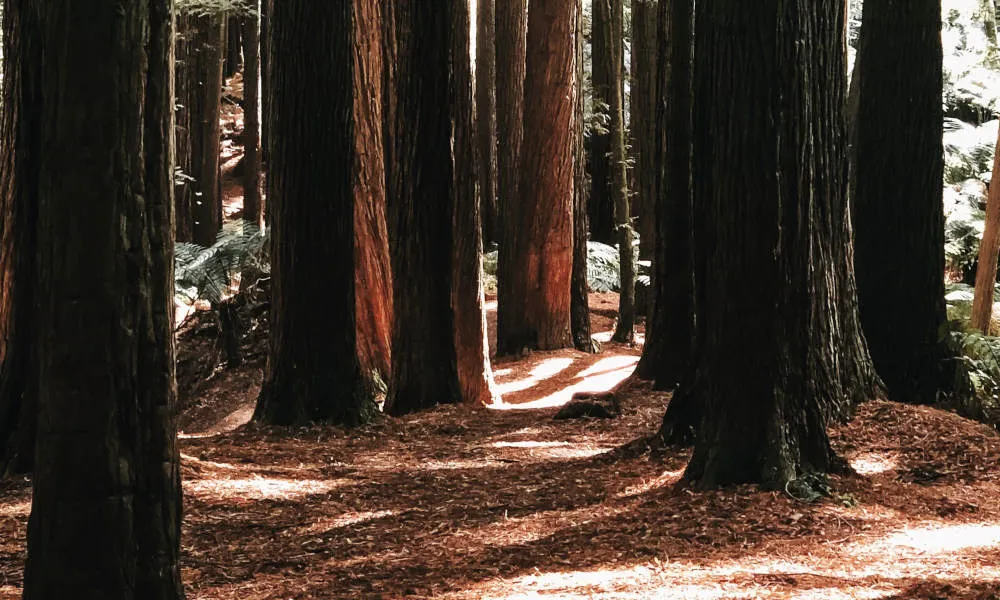 Private Great Ocean Road Tour From Melbourne - Book Now | Experience Oz-2