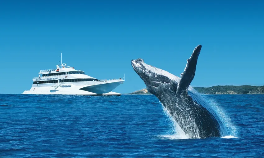 Tangalooma Island Resort Whale Watching from Brisbane | Experience Oz