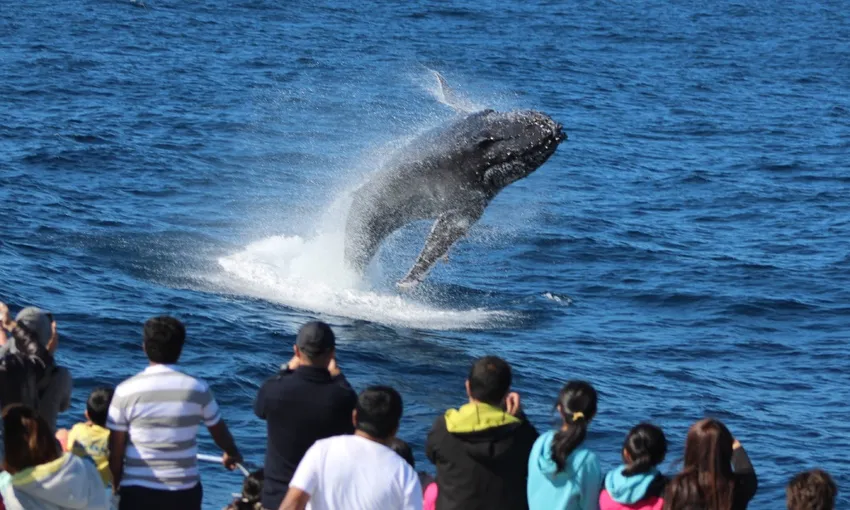 Tangalooma Island Resort Whale Watching from Brisbane | Experience Oz