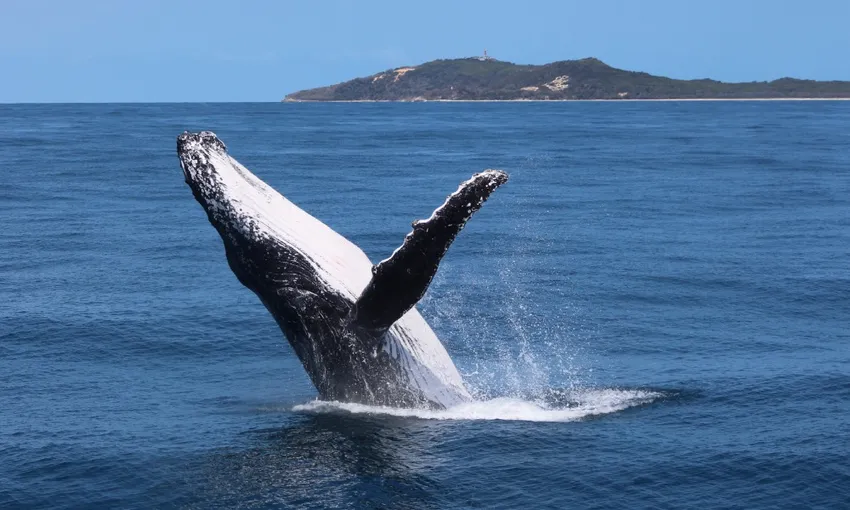 Tangalooma Island Resort Whale Watching from Brisbane | Experience Oz