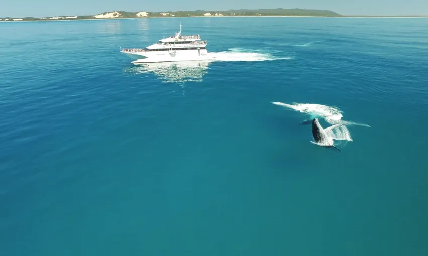 Tangalooma Island Resort Whale Watching from Brisbane | Experience Oz