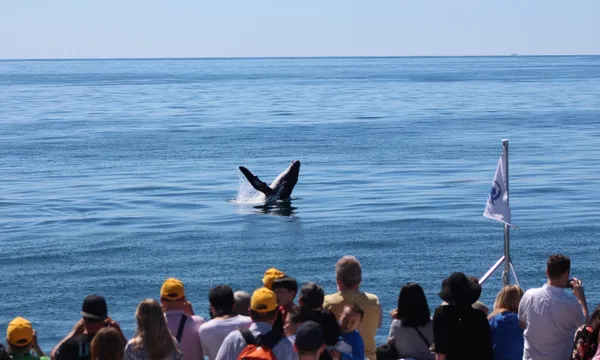 Tangalooma Island Resort Whale Watching from Brisbane