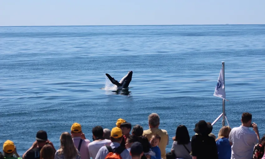 Tangalooma Island Resort Whale Watching from Brisbane | Experience Oz