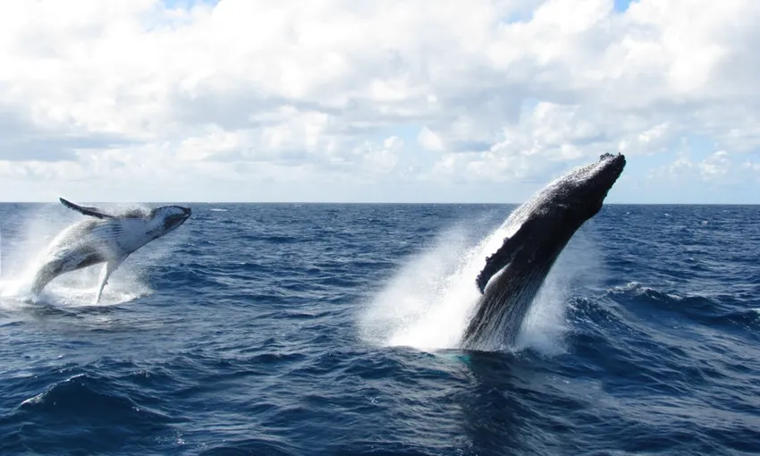 Tangalooma Island Resort Whale Watching from Brisbane | Experience Oz