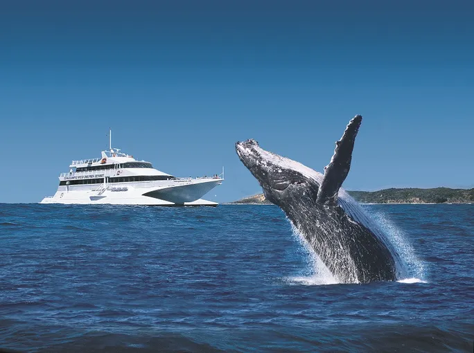Tangalooma Island Resort Whale Watching from Brisbane | Experience Oz