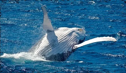 Tangalooma Island Resort Whale Watching from Brisbane | Experience Oz-8