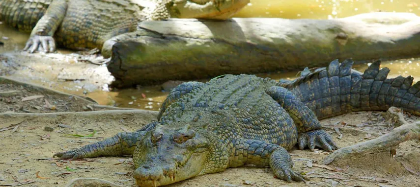 Hartley's Crocodile Adventures Entry & Transfers - Book Now | Experience Oz