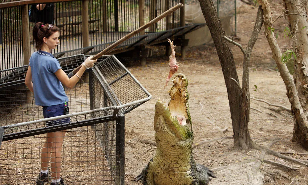 Hartley's Crocodile Adventures Entry & Transfers - Book Now | Experience Oz-5