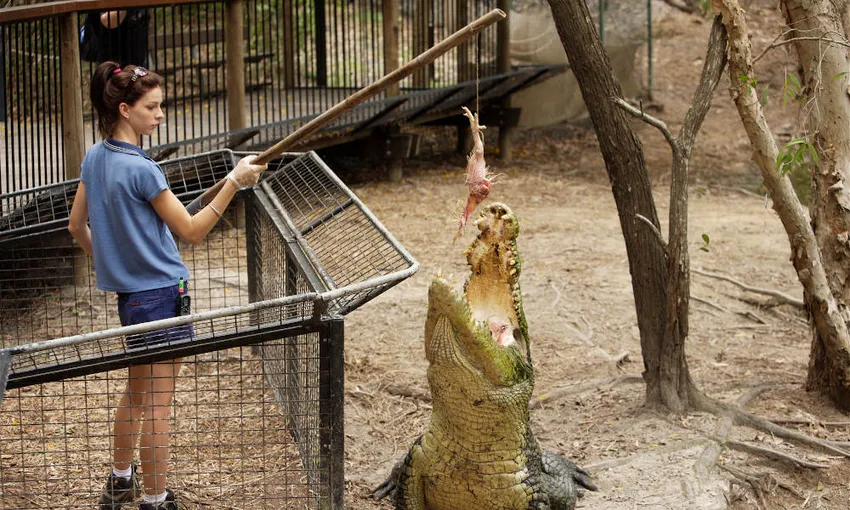 Hartley's Crocodile Adventures Entry & Transfers - Book Now | Experience Oz
