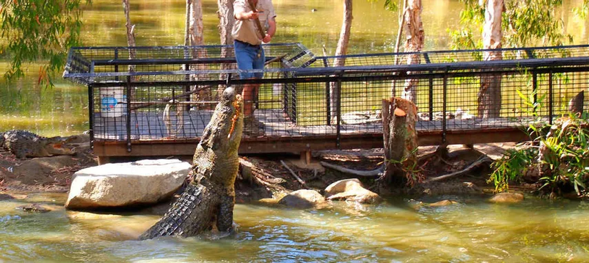 Hartley's Crocodile Adventures Entry & Transfers - Book Now | Experience Oz