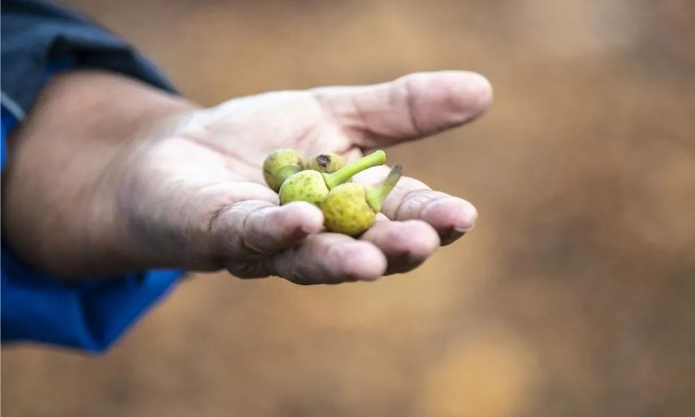 Sydney The Rocks Aboriginal Dreaming Tour | Experience Oz-3