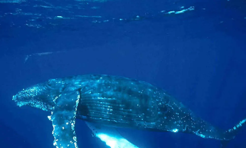 2 Hr Mooloolaba Whale Watching Cruise - Book Now | Experience Oz-5