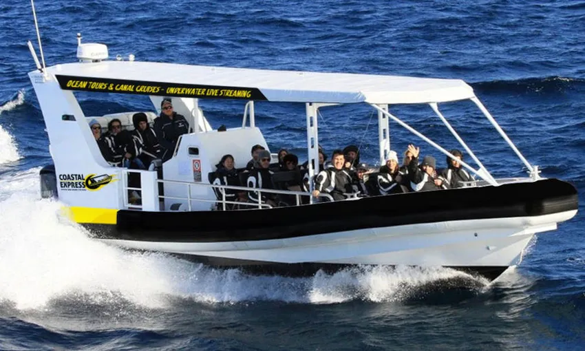 2 Hr Mooloolaba Whale Watching Cruise - Book Now | Experience Oz