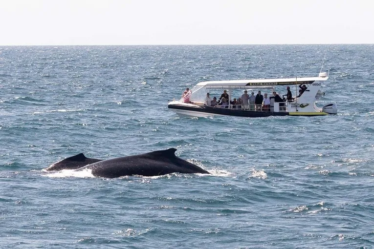2 Hr Mooloolaba Whale Watching Cruise - Book Now | Experience Oz