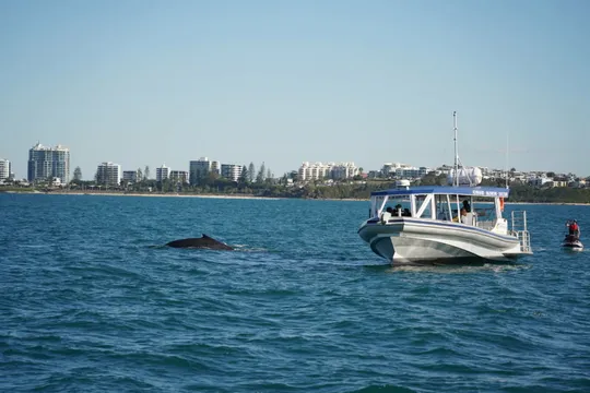 Mooloolaba 2 hour Whale Watching Experience
