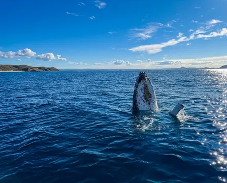 Mooloolaba 2 hour Whale Watching Experience