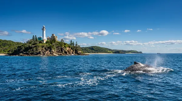 Mooloolaba 2 hour Whale Watching Experience
