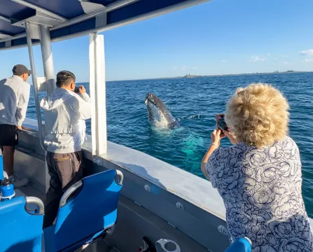 Mooloolaba 2 hour Whale Watching Experience