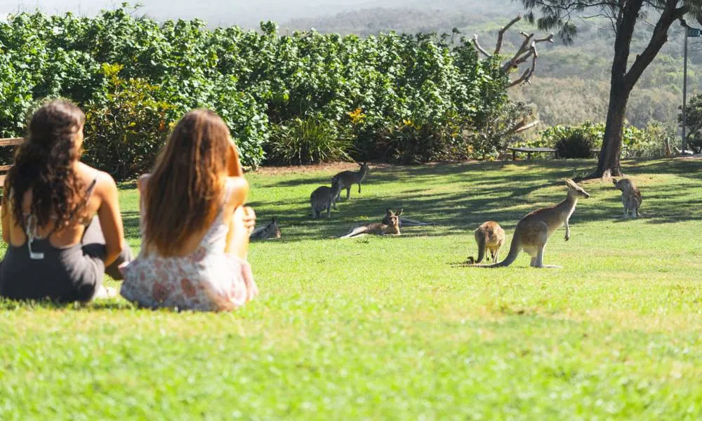 North Stradbroke Island Tour From Brisbane - Book Now | Experience Oz-4