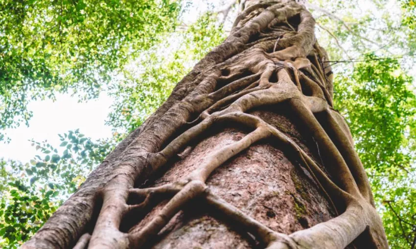 Dingos 3 Day K'gari (Fraser Island) 4WD Tag-Along Tour