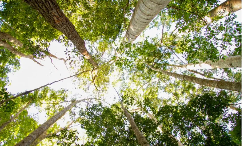 Dingos 3 Day K'gari (Fraser Island) 4WD Tag-Along Tour