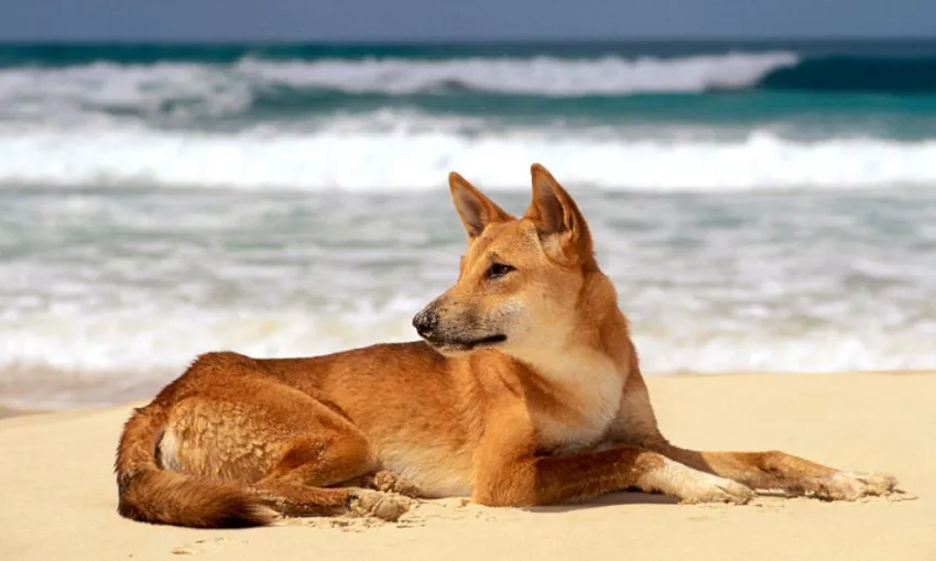 Dingos 2 Day K'gari (Fraser Island) 4WD Tag-Along Tour