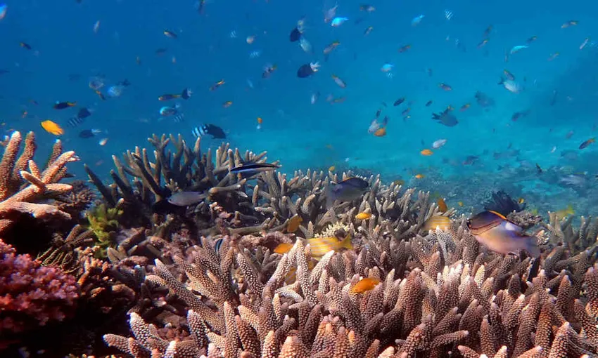 Beaver Reef & Dunk Island Day Tour from Cairns | Experience Oz