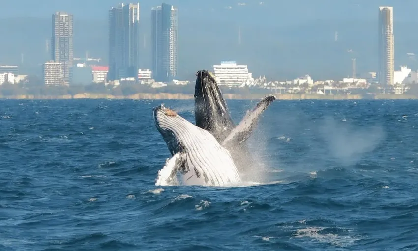 Gold Coast Whale Watching Yacht Cruise, 2.5 Hours