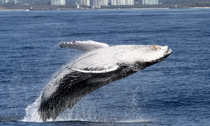 Gold Coast Whale Watching Yacht Cruise, 2.5 Hours