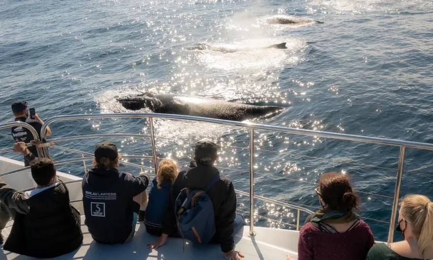Gold Coast Whale Watching Yacht Cruise, 2.5 Hours