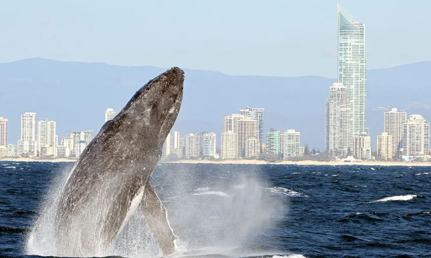Gold Coast Whale Watching Yacht Cruise, 2.5 Hours