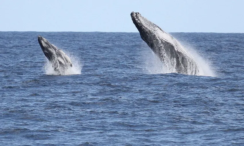 Gold Coast Whale Watching Yacht Cruise, 2.5 Hours