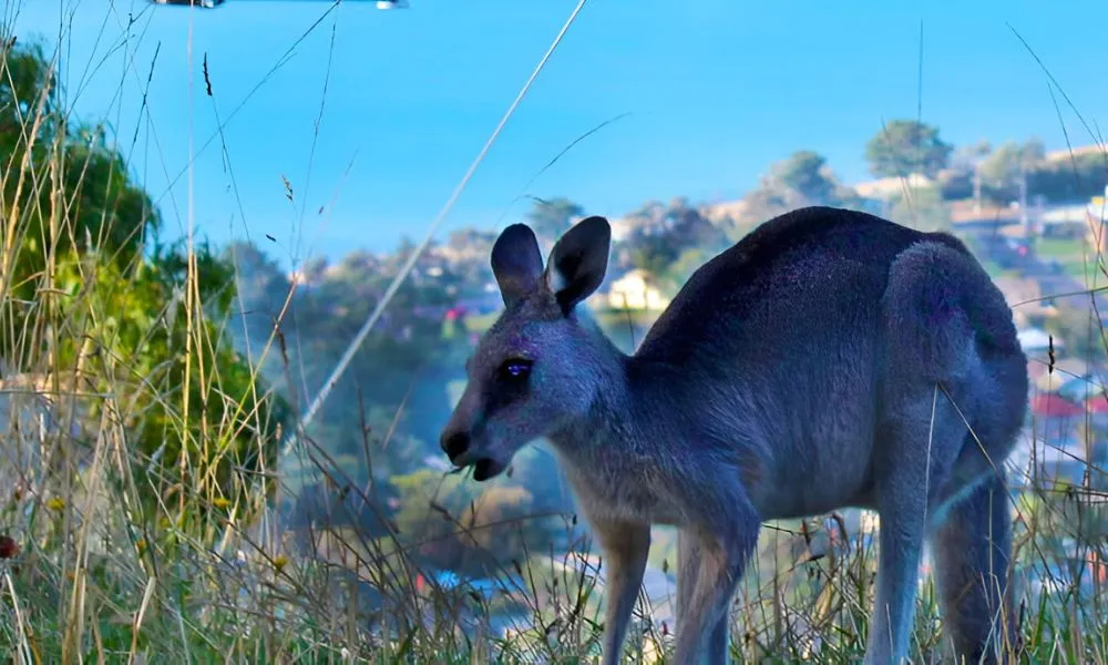 Cable Car Ride Over the Mornington Peninsula - 25 Minutes | Experience OZ-3