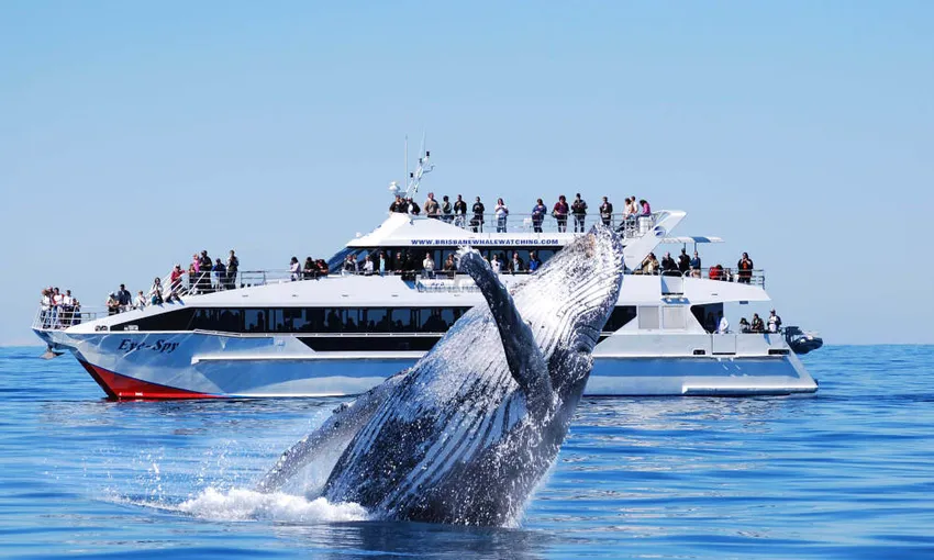 Brisbane VIP Whale Watching Cruise - Book Now | Experience Oz